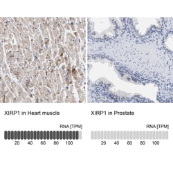 XIRP1 Antibody, Novus Biologicals:Antibodies:Primary Antibodies